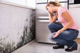 Best Comprehensive Air Testing for Mold Contaminants  in Ventnor City, NJ